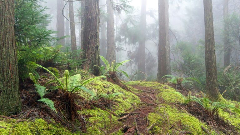 Forêt tropicale brumeuse au Kenya