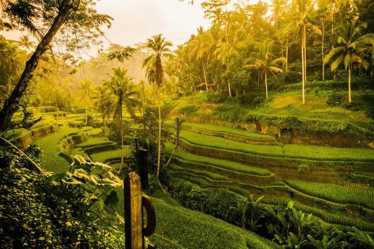 Rizières en terrasses à Bali